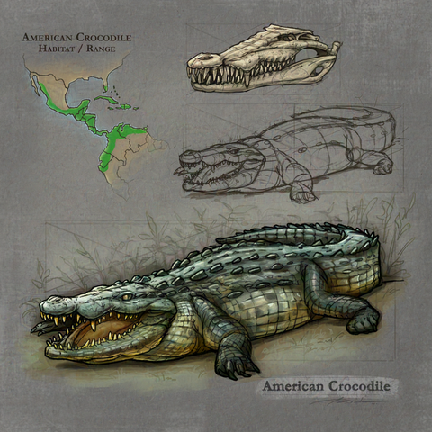 Digital Sketch study of an American Crocodile found in the America's