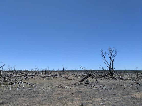 Photograph of some dead trees in a dry grass meadow under a cloudless blue sky