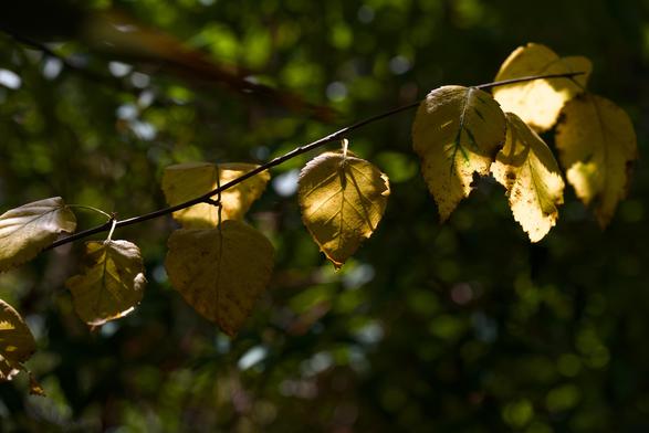 A small branch on a birch tree with yellow leaves. Dappled sunlight is shining through the leaves making them glow gold. The background is shaded green leaves in the middle distance.