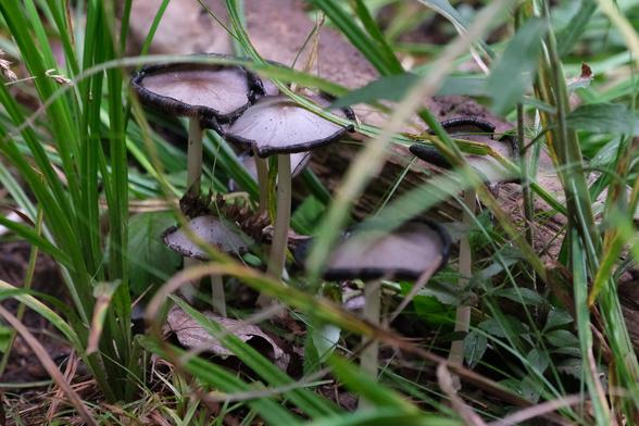 Five small mushrooms growing in the grass. They have long, thin stems , the small caps are grey with black rims rolled up toward the centre.