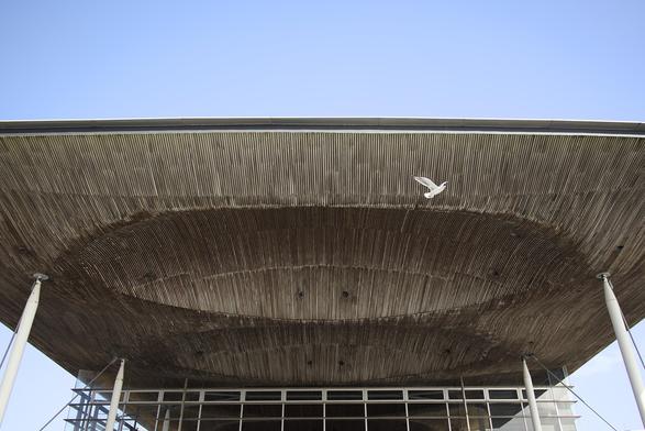 Looking up at the roof canopy of the Senedd, with a seagull flying by.