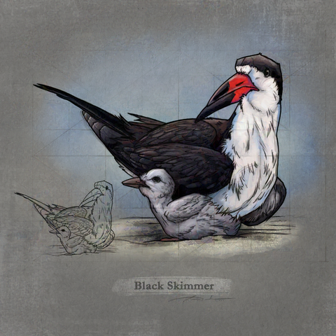 Digital sketch study of a Black Skimmer parent and its chick. Unusual tern-like bird with oversized bill—lower mandible is much longer than upper mandible. Feeds by flying close to surface of water and dipping its lower mandible into the water "skimming" for small fish. Found coastally, especially beaches and sandbars. Barking "yip" calls might clue you in to a flock in flight.