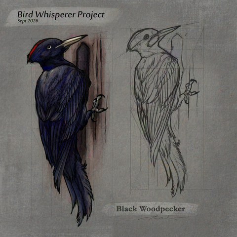 Digital sketch study of a Black Woodpecker for Bird Whisperer Project