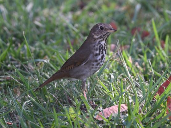 A Hermit Thrush is in a lawn facing right. The bird has a speckled brown/black on white chest and belly, brown back and tail with some rufous, light eye ring, and a sharp bicolored bill.