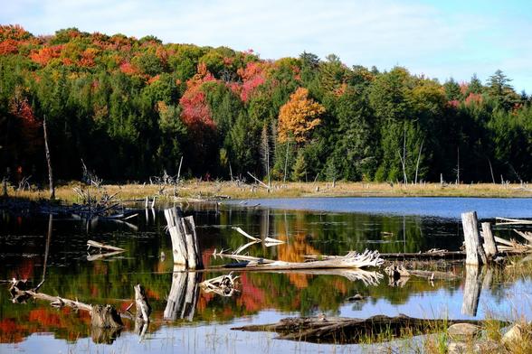 A small pond with weathered tree stumps in the shallow water. Colourful mixed forest on the opposite shore: green, yellow, orange, and red, mirrored in the water. The sky is pale blue, with a very thin veil of clouds.
