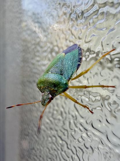 A green shield bug on a textured glass door. The texture of the green surface is sharp, made of little dark dots.