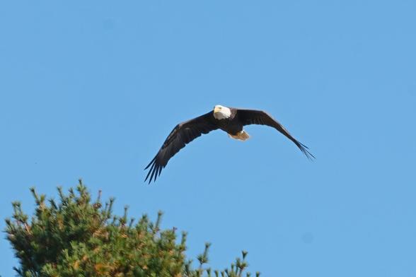 A very large bird, brown with a white head and tail feathers, flying just above the top of a pine tree. against a blue sky.