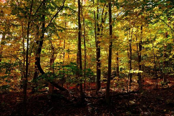 Dense deciduous forest in fall colours, with dappled sunlight. Red maple leaves cover the ground.