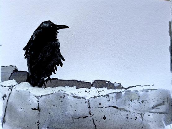 Ink drawing of a fluffy crow on some rocks