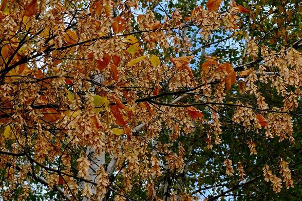 The frame is filled with the thin branches of a tree, some red leaves remaining. They are almost hidden behind a thick curtain of hanging clusters of seeds.
The seeds are very small but have two brown wings that help their dispersal with the wind.