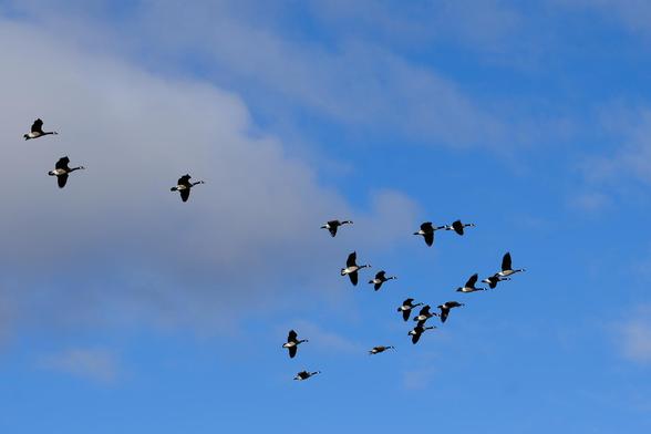 A large flock of geese just started taking flight, still working on the V-formation.