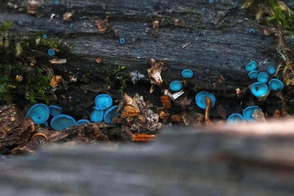 Closeup of very small cup-shaped blue mushrooms growing on a weathered log on the ground.