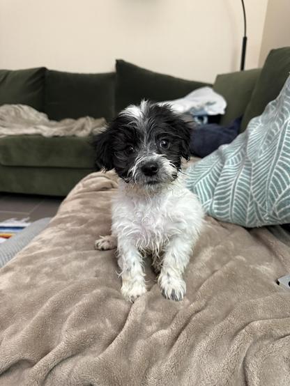 A small, wet puppy with black and white fur sits on a soft, beige blanket. It has expressive eyes and a curious expression, surrounded by a cozy living room setting with a green couch and decorative pillows.