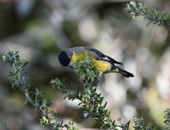 A male Lesser Goldfinch is perched on a Rosemary stalk feeding on the seeds. The small bird is yellow with a black cap, black and white wings and black tail.