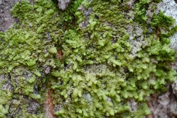 Closeup of a very small, leafy plant growing on tree bark.
