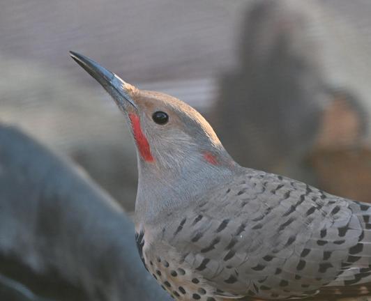 The head and shoulders of an intergrade Northern Flicker is seen, the bird is facing left. The woodpecker has a long dark bill, brown crown, red malar stripe, gray throat, and a red nuchal patch.