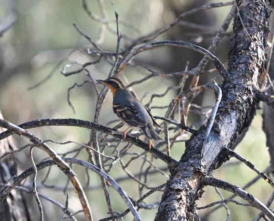 A Varied Thrush is perched in a pine tree on a horizontal branch. The bird is the size and shape of an American Robin, but has a white, orange and black stiped head and gray back and neck.