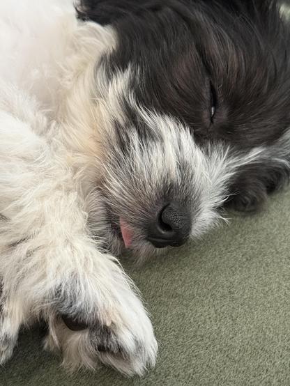 A sleeping dog with black and white fur, its tongue slightly poking out, rests peacefully on a soft surface.