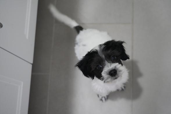 A small, fluffy dog with black and white fur is looking up from a tiled floor. The dog's expression appears curious, and it has large, dark eyes. There is a white kitchen cabinet on the left side of the image.