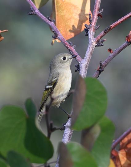 A Ruby-crowned Kinglet in a Red Bud Tree. The small bird has a plain face with a pale eye ring, buffy olive flanks and white wing bars.
