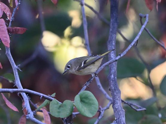 A Ruby-crowned Kinglet in a Red Bud Tree. The small bird has a plain face with a pale eye ring, buffy olive flanks and white wing bars.