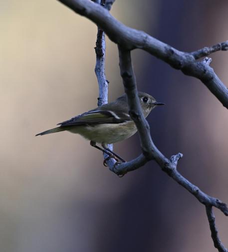 A Ruby-crowned Kinglet on a bare Walnut Tree Branch. The small bird has a plain face with a pale eye ring, buffy olive flanks and white wing bars.