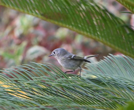 A Ruby-crowned Kinglet on a Cycad frond with a frond above. The small bird has a plain face with a pale eye ring, buffy olive flanks and white wing bars.