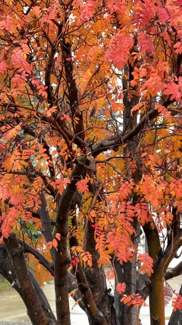 Slow-motion snow falling past the red-orange autumn leaves of a mountain ash or rowan tree.