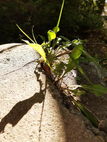 Photo of the top corner of a cement wall with a long curving crack in it. From the crack sprouts a whole ecosystem of weeds n grasses, in this case happily caught in a sunbeam with all the dark forest foliage in the background. Silly humans get your futile attempts at permanence out of our way!