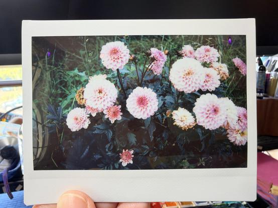 Pink dahlias in a garden.
