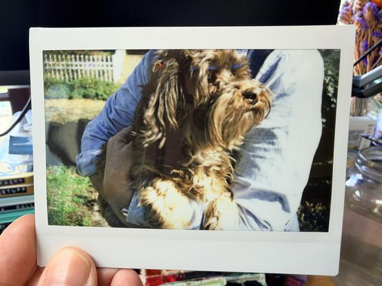 Arms holding a small brown dog.