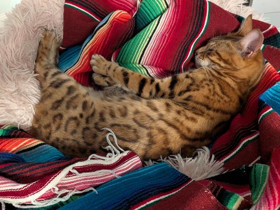 A brown and tan cat stretched out in a pink bed with a blanket