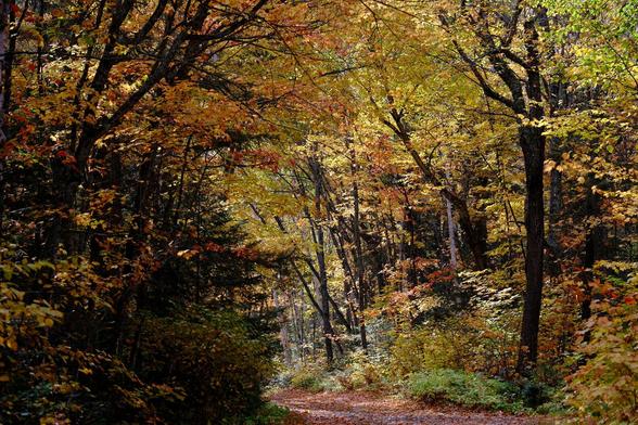 A trail covered with red maple leaves leading through a forest of deciduous trees with mostly yellow leaves still attached. The crowns of the tall trees form a closed canopy creating dappled shade. The dark tree trunks stand out in contrast.