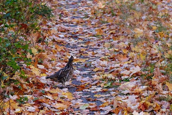 A small, wild relative of the chicken, braun with white streaks, standing on a trail, pretending to look the other way while still keeping an eye on me.