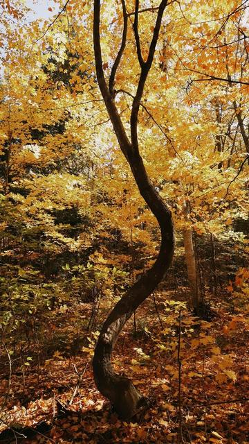 A bronze-golden forest in the background with a single dark twisted tree trunk in the front. The tree curved in an inverted  S-shape like a dancing figure with their arms stretched out overhead.