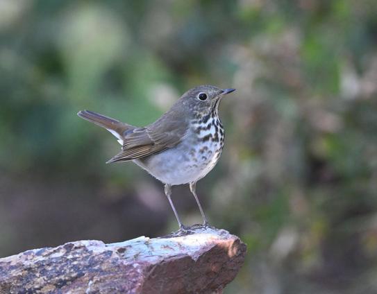 A Hermit Thrush is perched on a rock looking right. The background is blurred green and gray. The bird is brown on top, the face is brown/gray with white speckles, the upper breast is white with black flecks, the breast is white. The bird has a sharp dark bill.