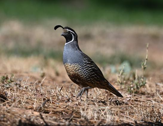 A California Quail is walking left in short dry grass. The background is blurred green and brown. The bird has a brown and rust scaled belly and neck; the head is black and white striped. The throat is gray and this male has a black hooked top knot plume.