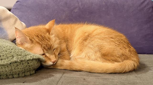 An orange cat curled up asleep in a couch, his head resting on a crocheted pillow.