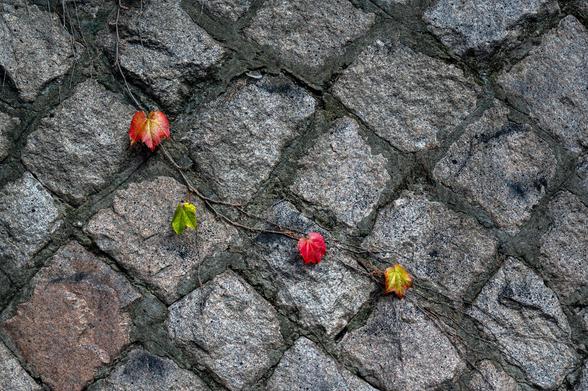 4 autumn leaves on a vine stretching across the wall made of large rectangular boulders positioned diagonally