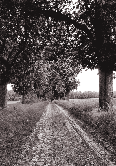 Eine alte einspurige Kopfsteinpflasterallee mit Gras und Bäumen rechts und links führt von vorne nach hinten durchs Bild. 

An old, single-lane, slightly overgrown cobbled avenue, flanked by grass and trees on both sides, runs vertically across the picture.