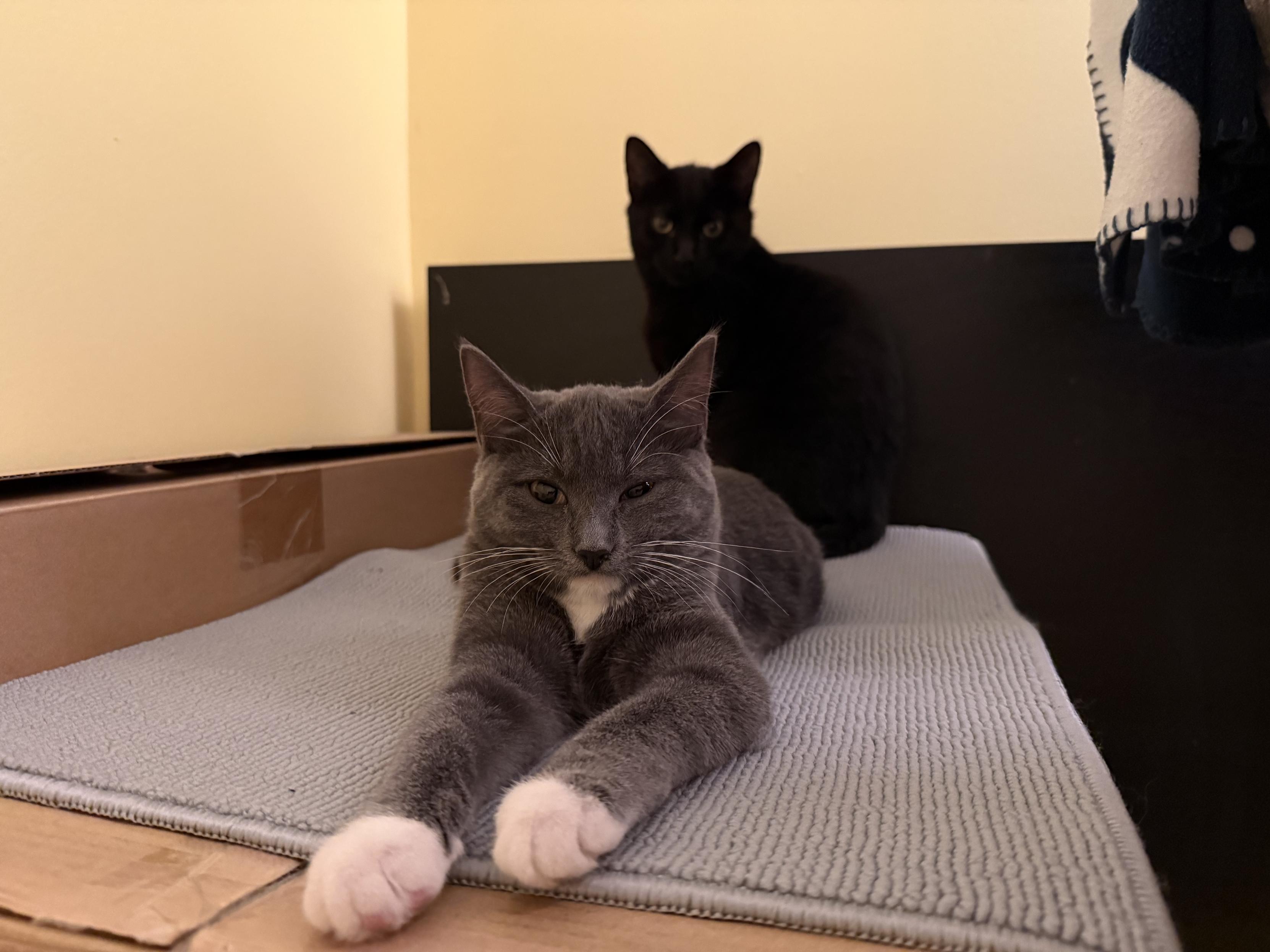 A black kitten sits alertly behind a grey-and-white kitten stretched out at the front of a cardboard box, both looking settled but watchful in their new space.