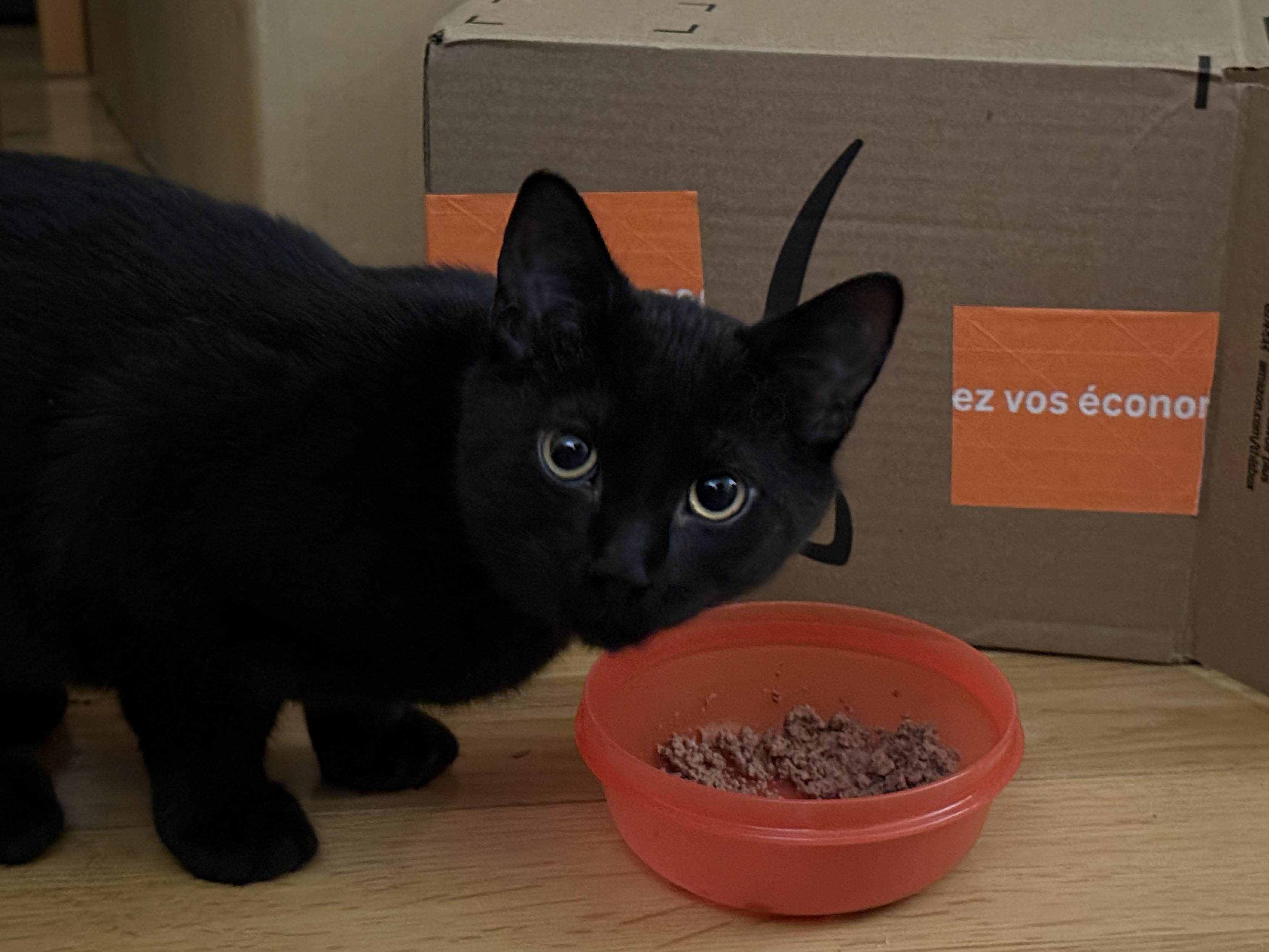 A small black kitten stands on a wooden floor beside a red bowl of wet food, looking up toward the camera with wide eyes. A cardboard box sits behind them.