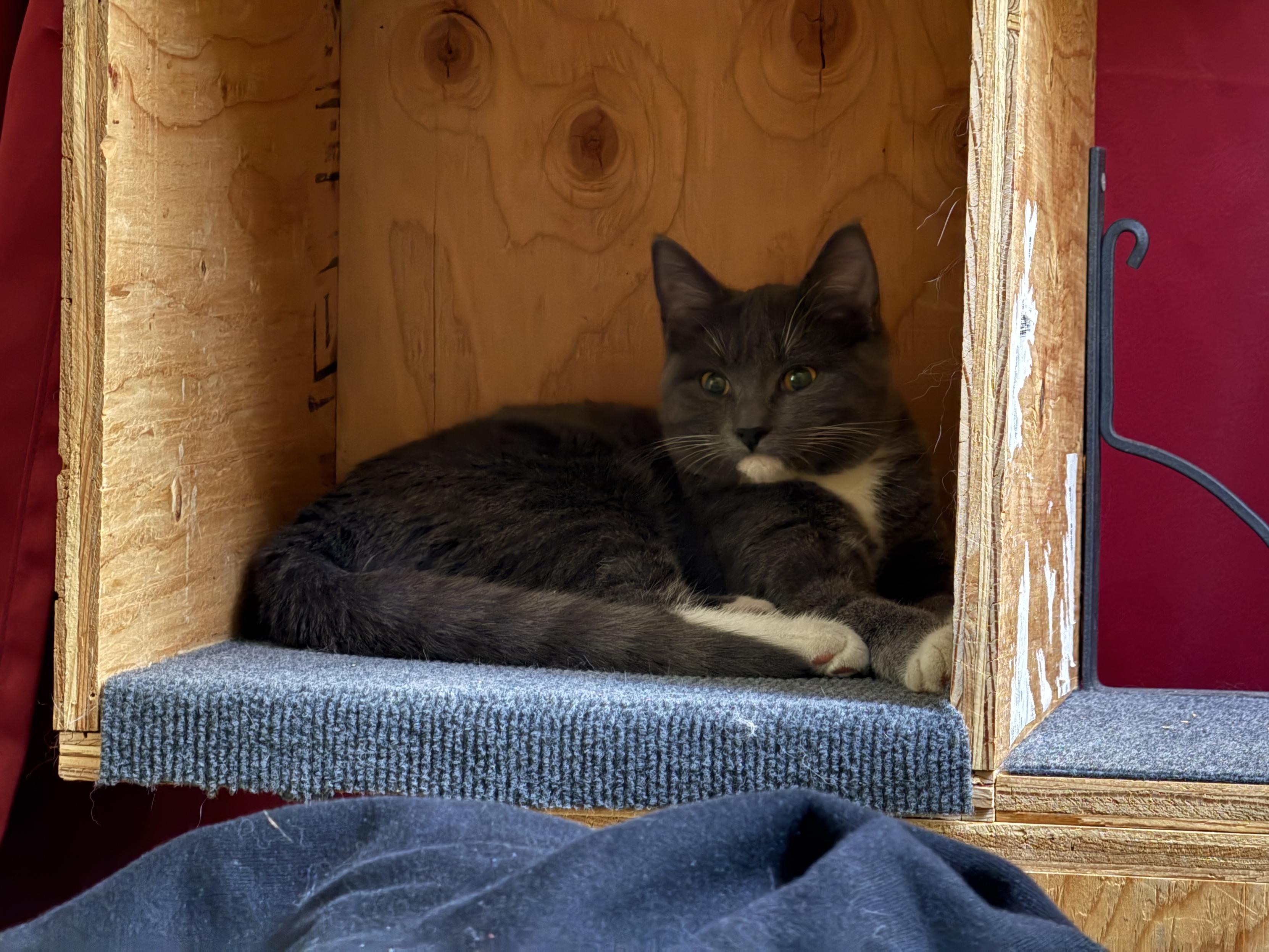 A grey-and-white kitten with white paws lies curled inside a wooden cubby lined with grey fabric, resting calmly and looking slightly off to the side.