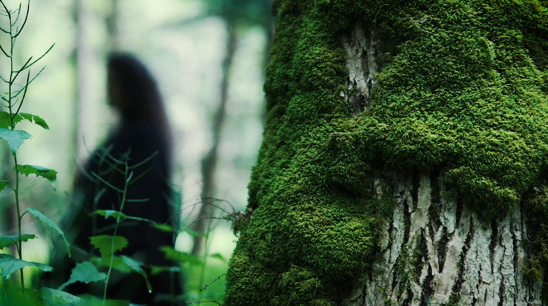 A final screenshot. The foreground is a tree covered in that same vibrant green, flourishing moss. In the background, a figure in dark blue passes by, blurred by distance and lens and creating a startling silhouette that both is unsettling and looks like it belongs to the forest