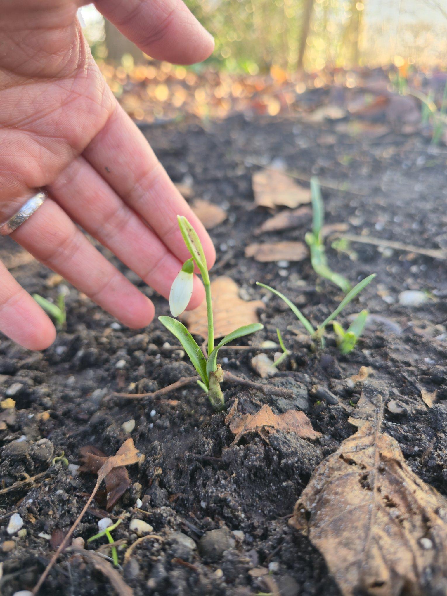 That same snowdrops but against my fingertips for size. The bud is barely as long as one narrow finger is wide