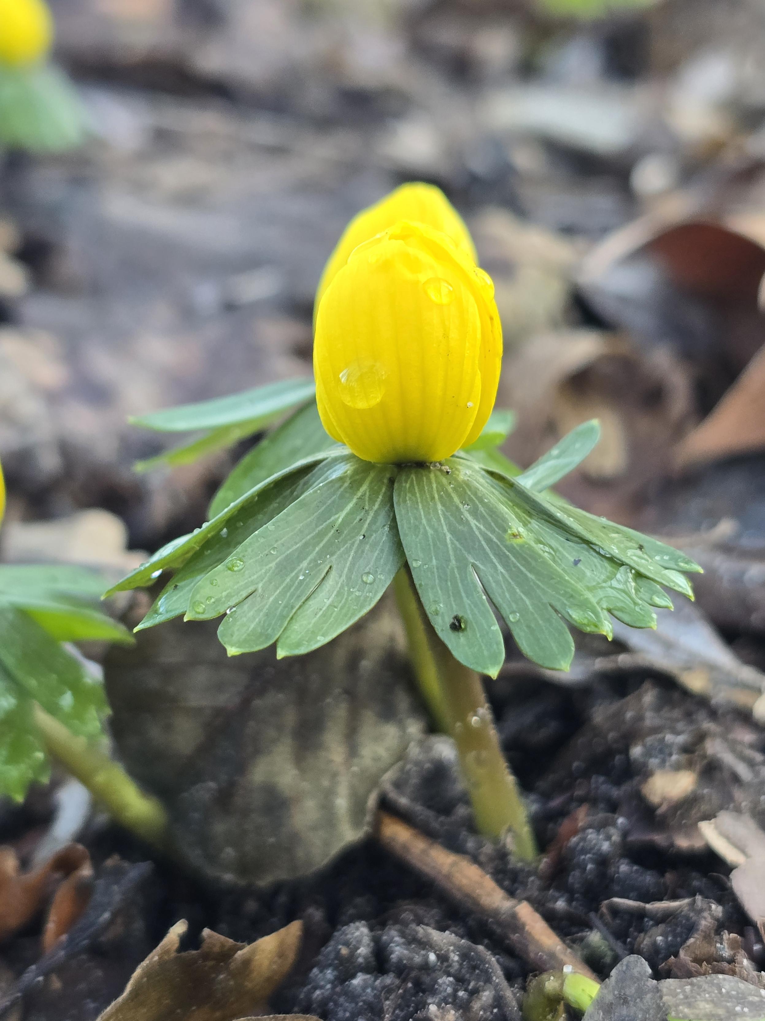 A closeup photo of a yellow flower, its petals curled closed but its stem tall and proud - even if it's very low to the ground