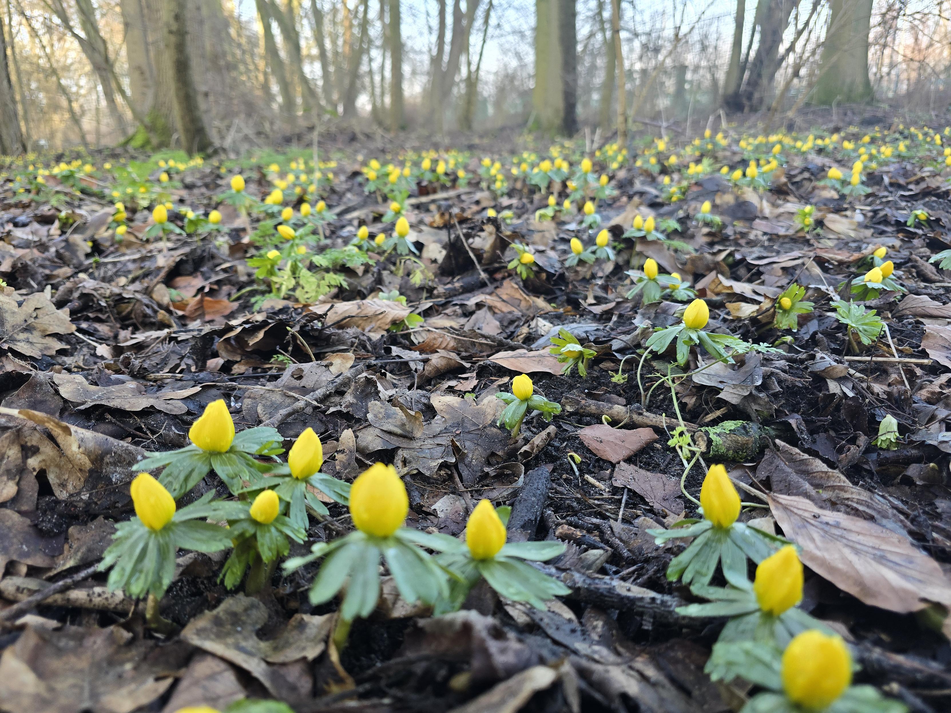 A photo of a small field of bright yellow winter aconite against the dull browns and greys of last autumn's fallen leaves