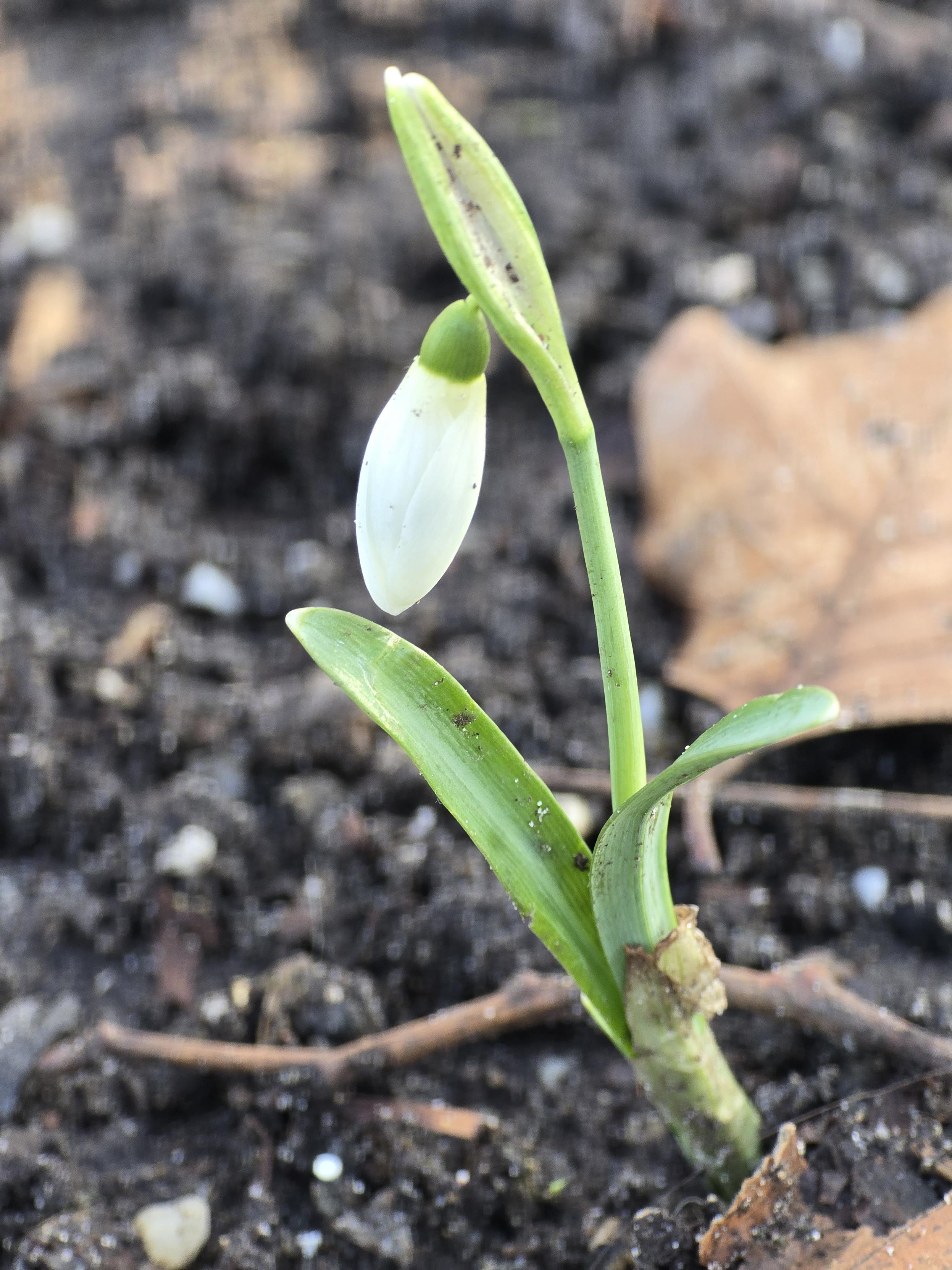 A closeup photo of a delicate snowdrops, its stem pale green and new