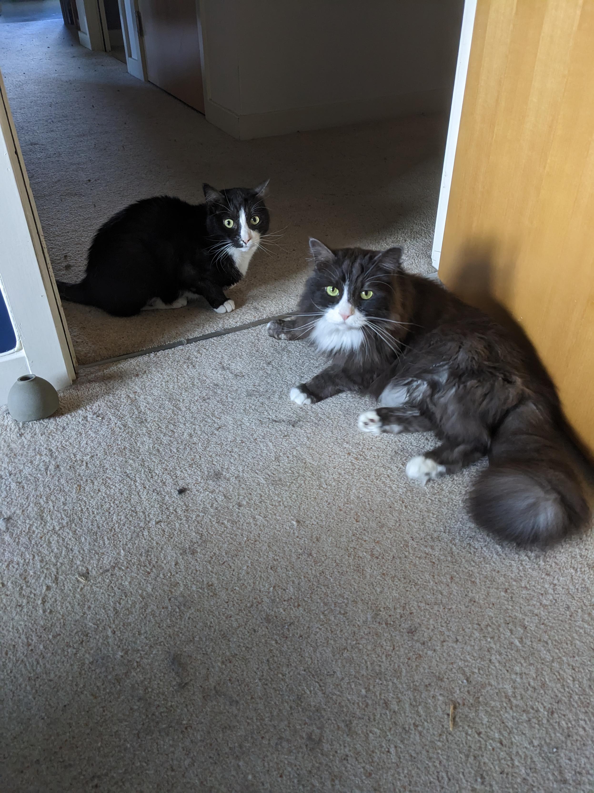 Two cats, one short haired and one long haired, are on a cream carpet blocking a doorway. Both are looking at the camera