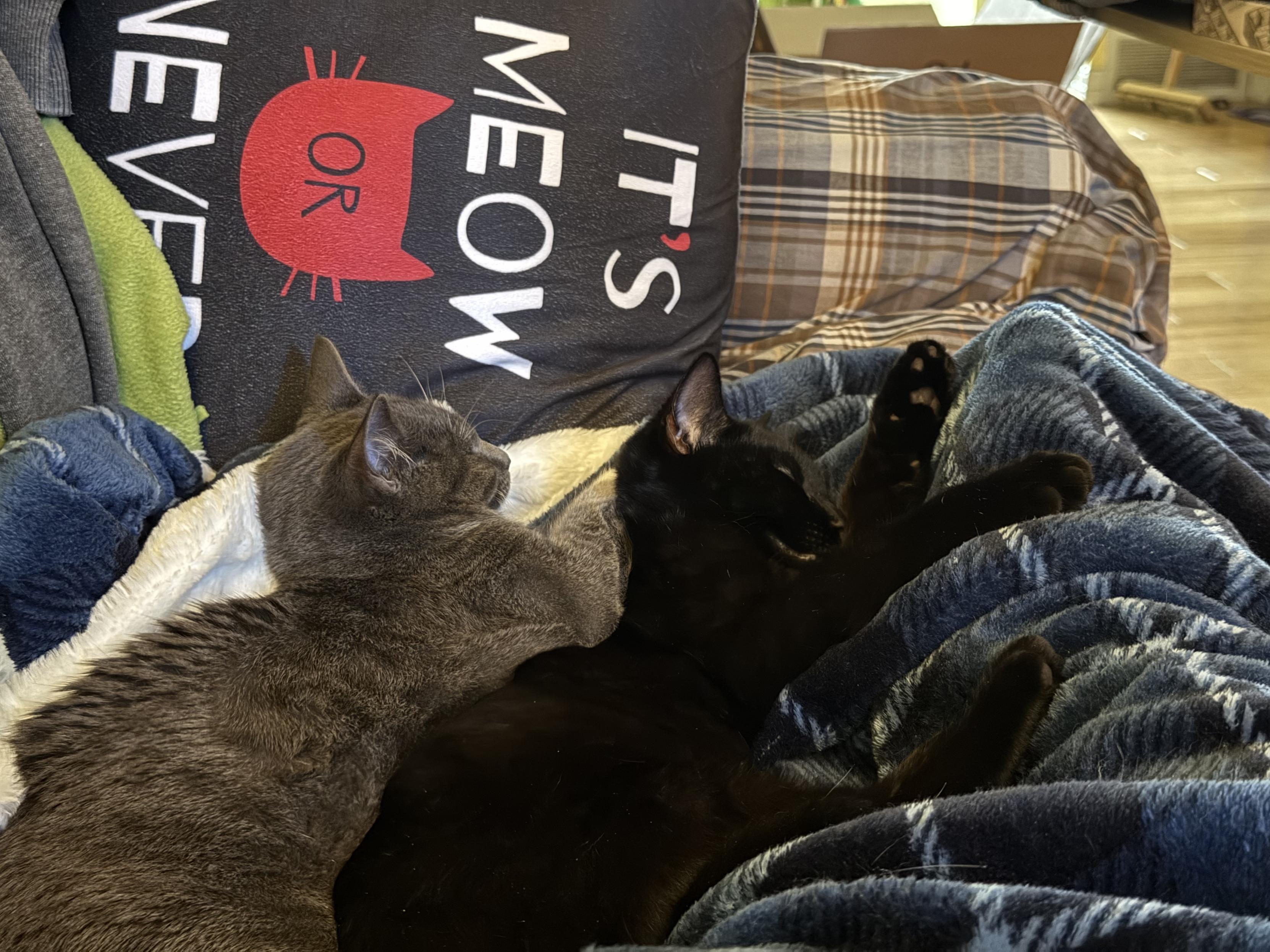 Two cats, one gray and white and one black, are peacefully sleeping side by side on a cozy blanket. A decorative pillow with the text "IT'S MEOW OR NEVER" is visible in the background.
